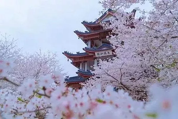 觀(guān)賞<a href='/wuhandaxue/' target=_blank>武漢大學(xué)</a>櫻花的最佳時(shí)間是在幾月份 三月份最合適不過(guò)了