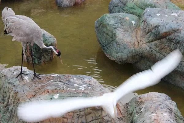 武漢森林野生動(dòng)物園開業(yè)了嗎 門票多少錢