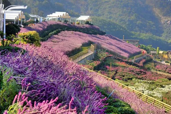 新津花舞人間<a href='http://pasaelectricity.com/' target=_blank>旅游攻略</a> 附門票價格及交通指南